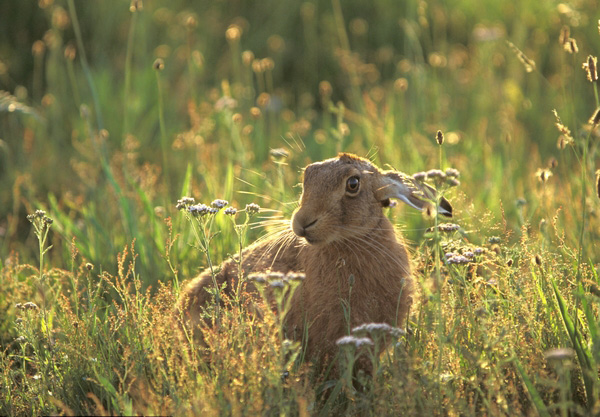 Brown Hare